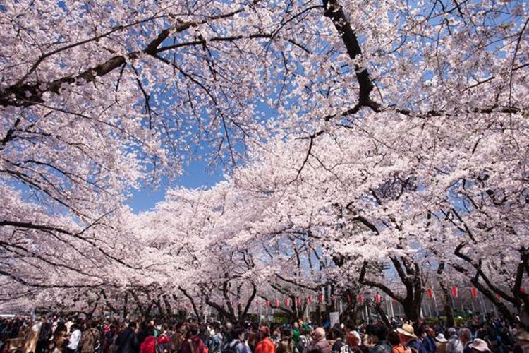 7 Tempat Liburan Bunga Sakura Terbaik Dekat Tokyo Pada Tahun 2021