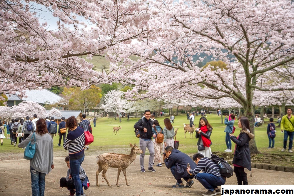 Tempat Terbaik Untuk Dikunjungi Bersama Anak – Anak Di Jepang